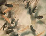 termites