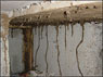 degats de termites