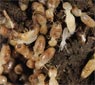 colonie de termite
