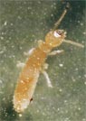 termite soldat