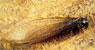 larve de termite
