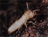 termite ouvrier
